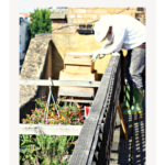 London urban beekeeping | Finding Beautiful Truth