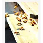 London urban beekeeping | Finding Beautiful Truth