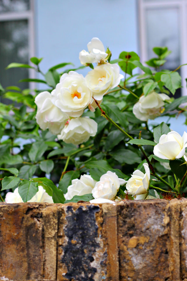 Camden Garden Roses + Up to Primrose Hill | Finding Beautiful Truth
