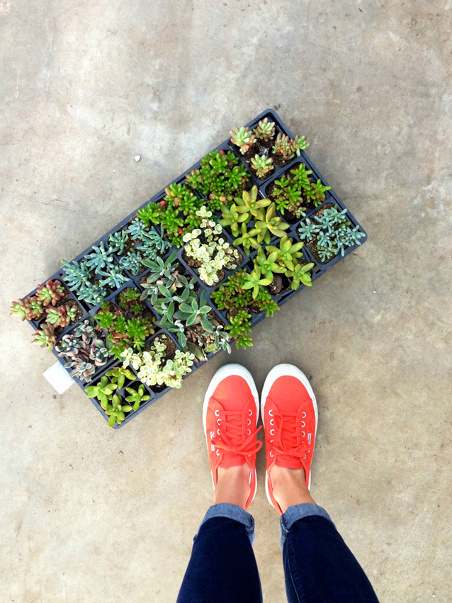 supergas and succulents