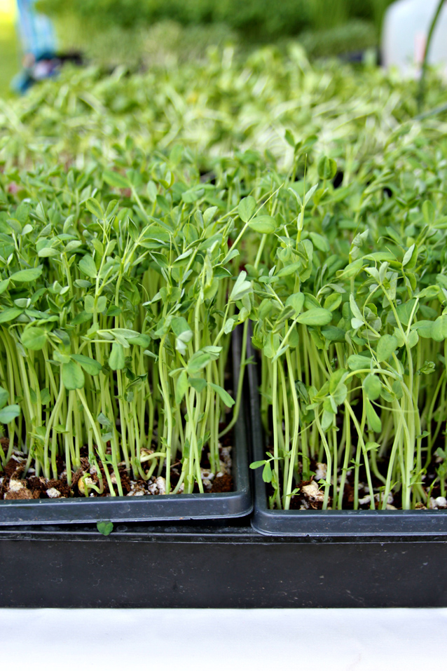 provo farmer's market 2