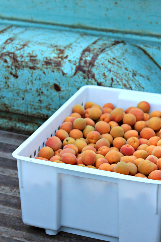 provo farmer's market 9
