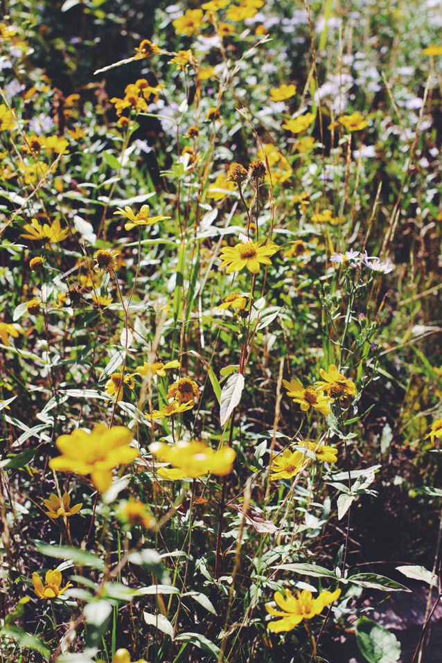 the view up provo canyon
