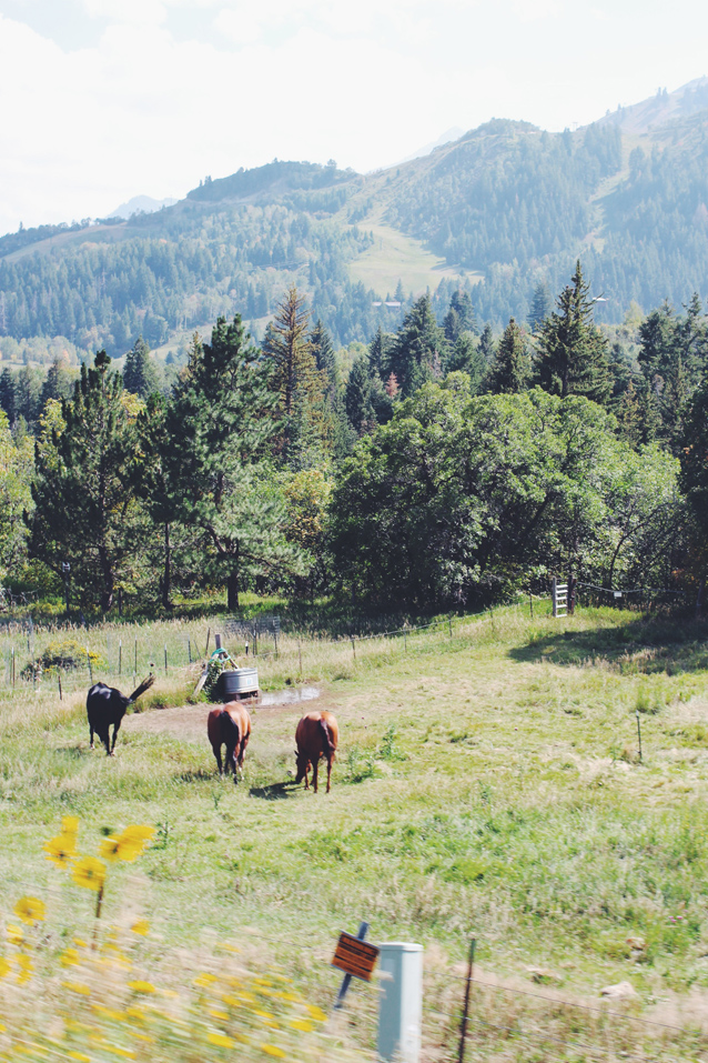 the view up provo canyon
