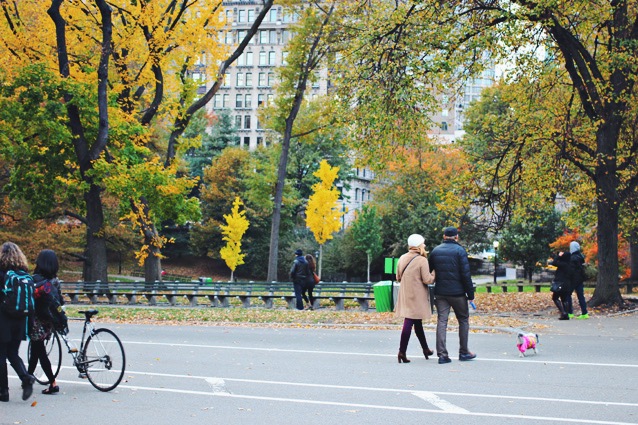 fall in Central Park