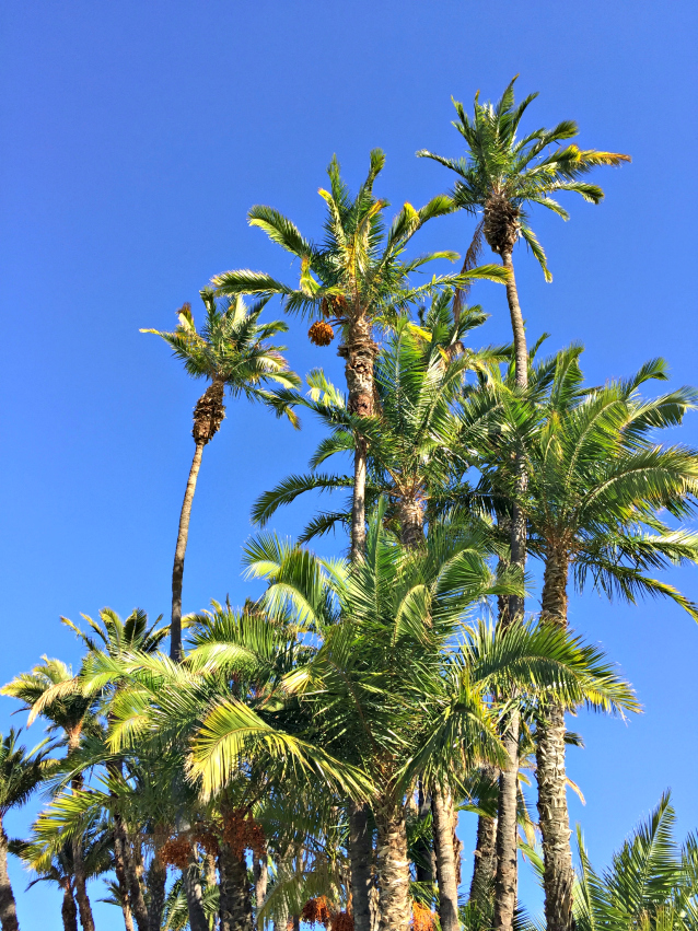 the harbor in san diego