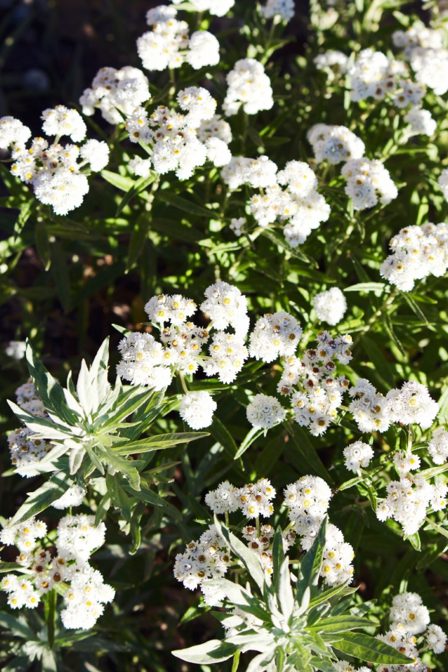 finding beautiful truth, alta ski resort, alta wildflowers