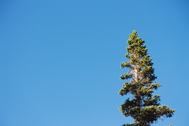 finding beautiful truth, alta ski resort, wildflowers