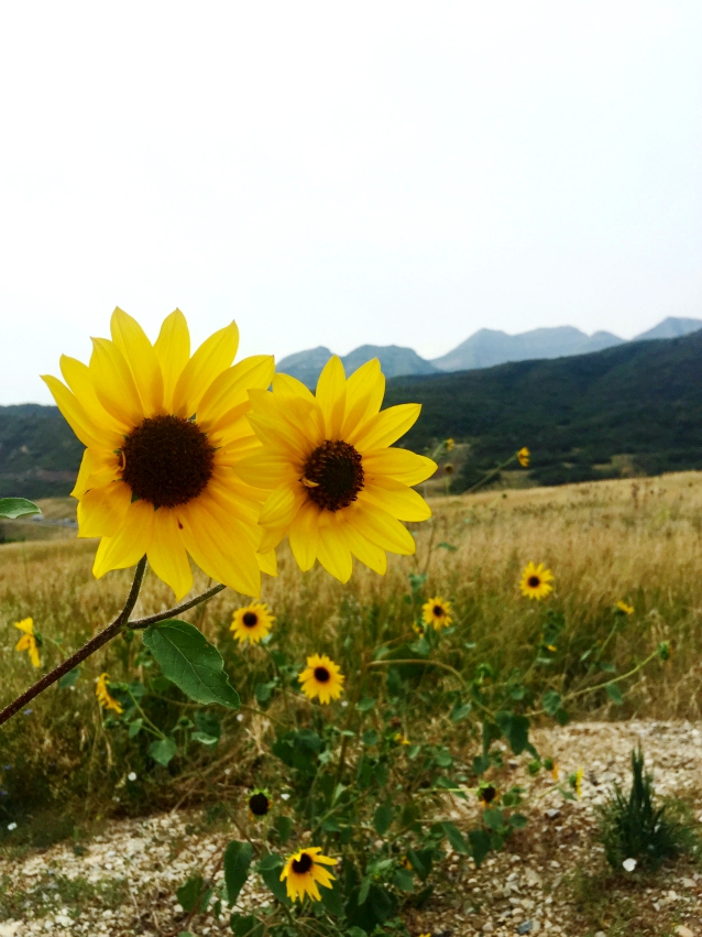 finding beautiful truth, sunflowers, cabin life
