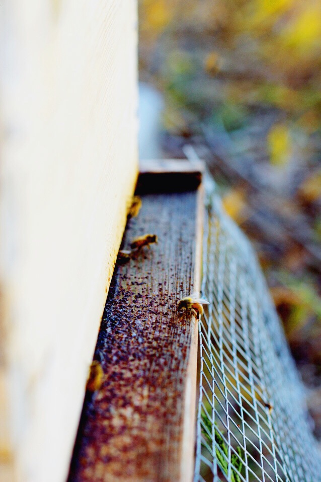 beekeeping, harvesting honey, finding beautiful truth