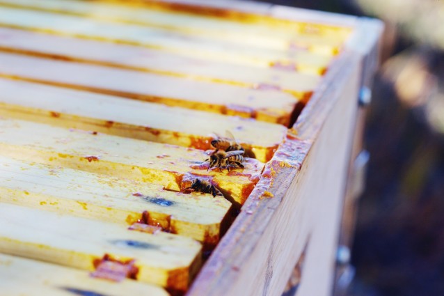 beekeeping, harvesting honey, finding beautiful truth