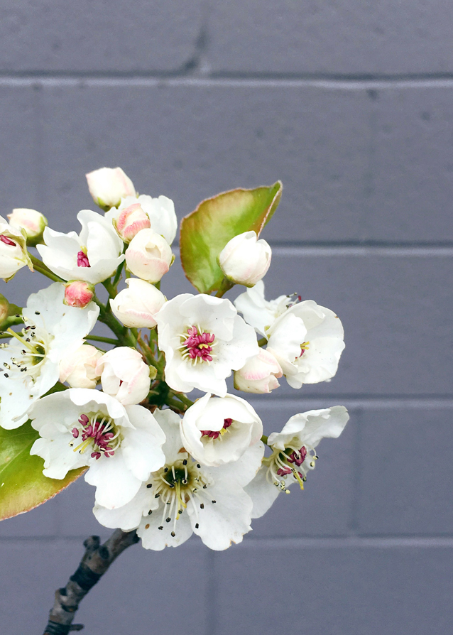 april, finding beautiful truth, spring flowers