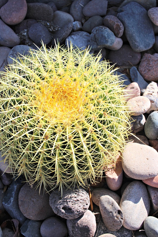 mid-century modern, finding beautiful truth, palm springs