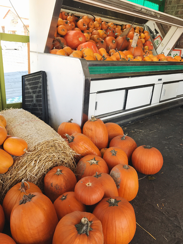 donuts and pumpkins at urban farm & feed local market via Finding Beautiful Truth