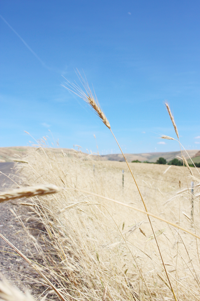 Washington Road Trip to Palouse Falls