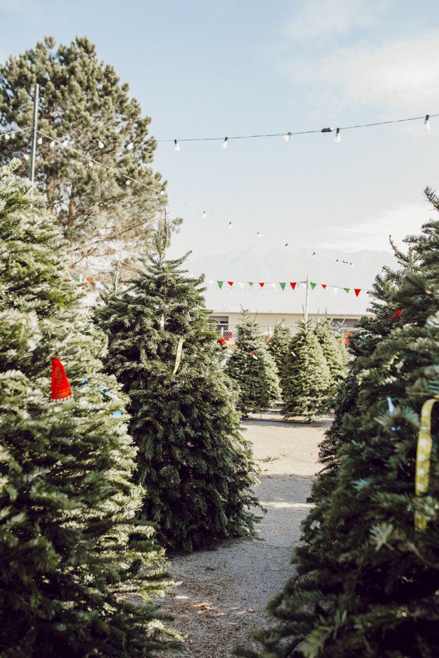 shopping for Mary Jane's first christmas tree | via Finding Beautiful Truth