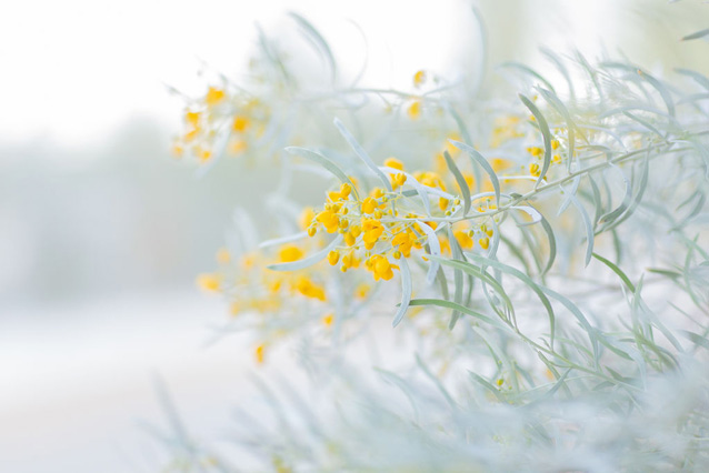 palm springs yellow flowers | dessert flora via Finding Beautiful Truth