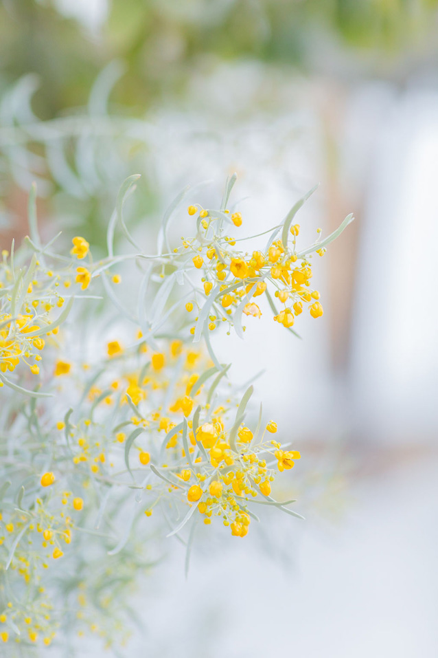 palm springs yellow flowers | dessert flora via Finding Beautiful Truth