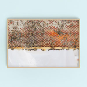 london urban beekeeping gallery art | Finding Beautiful Truth