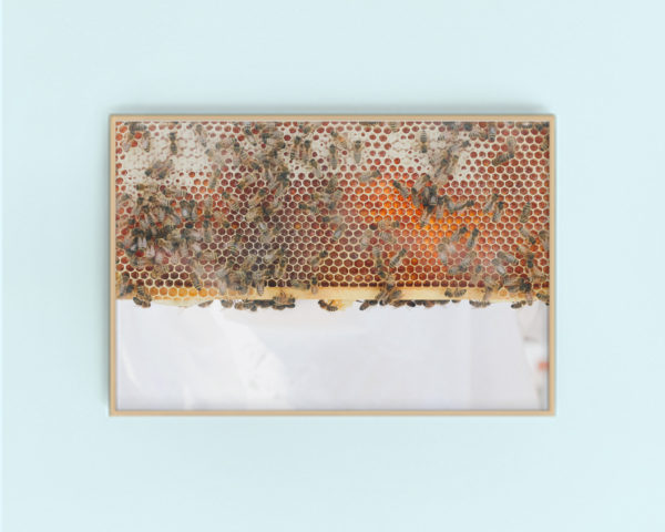 london urban beekeeping gallery art | Finding Beautiful Truth