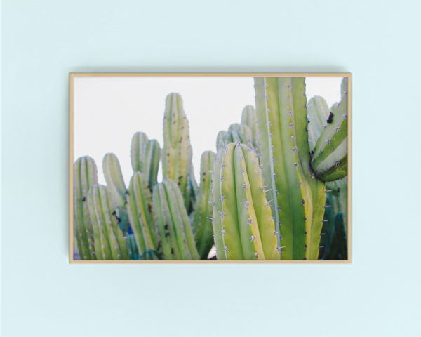 palm springs cacti gallery art | printable wall art via Finding Beautiful Truth