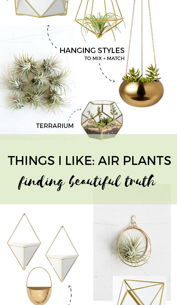 things I like: air plants + brass air plant planters | Finding Beautiful Truth